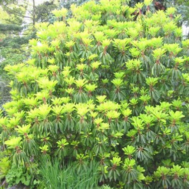 daphniphyllum himalense macropodum